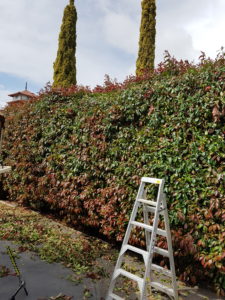 Ladder and Hedge Photo