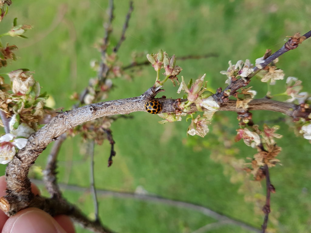 Lady bug at work in your garden sanctuary