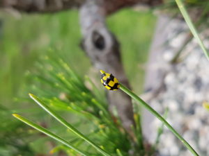 Lady bug at work in your garden sanctuary